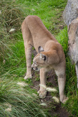 Naklejka premium animales