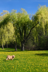 Obraz premium Scruffy longhaired golden dog in unmowed field of fresh green grass and yellow dandelion flowers in Spring Park with weeping willow trees Toronto