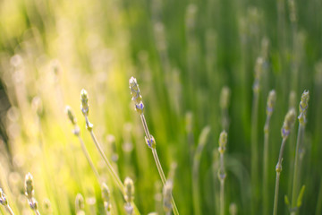 Summer meadow in warm evening sunlight. Relaxing and warm feeling place
