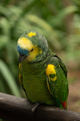 animales
