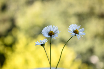 Bellis perennis - closeup of yellow and white flowers on a colorful and vibrant background