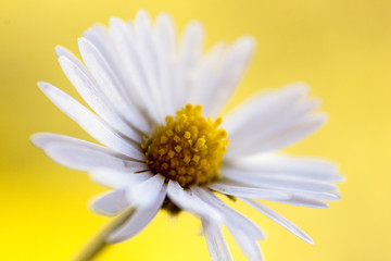 Bellis perennis - closeup of yellow and white flower on a colorful and vibrant background