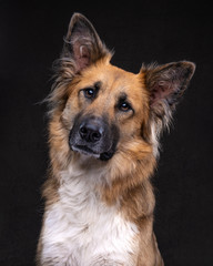 portrait of a brown shepherd rescue dog