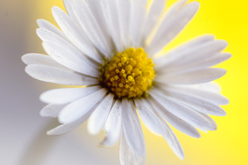 Bellis perennis - closeup of yellow and white flower on a colorful and vibrant background