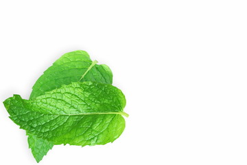 fresh  mint leaves mentha leaves herb isolated  in white background