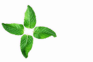 fresh  mint leaves mentha leaves herb isolated  in white background