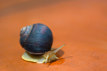 beautiful snail in the garden on a blurred natural background