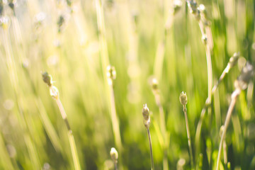 Summer meadow in warm evening sunlight. Relaxing and warm feeling place