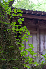 日本の古い木造建築と新緑