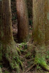 苔が生えた３本の古い木