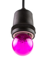 Pink Purple Incandescent round light bulb hanging on ceramic Lamp Holders covered with black rubber...