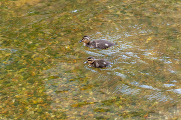仲良く泳ぐ子供の鴨