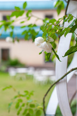 洋風の庭に咲いている白い薔薇