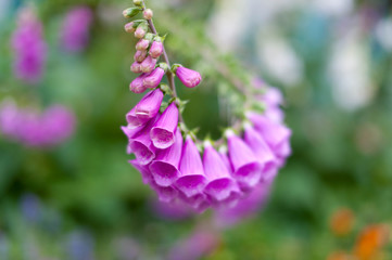 ラッパのような形の紫色の花