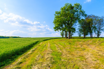 Fototapeta na wymiar Green fields in spring landscape of Burgerland near Strem village, Austria