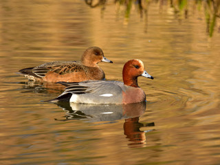 The adult pair of Eurasian wigeon floating on water in brown and orange reflection