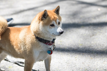 Dog at Central Park, Manhattan, New York.