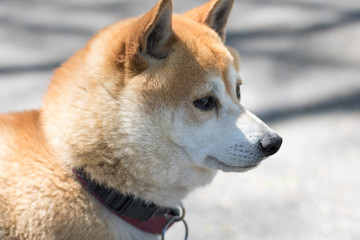Dog at Central Park, Manhattan, New York.