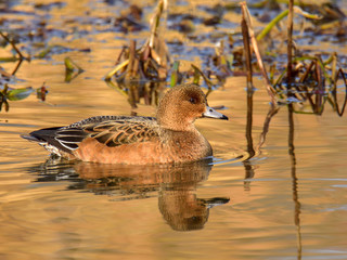 The adult female Eurasian wigeon floating on water in brown and orange reflection
