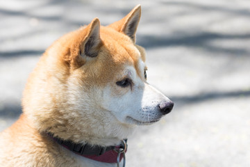 Dog at Central Park, Manhattan, New York.