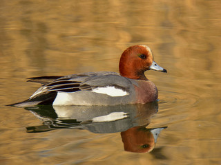 Fototapeta premium The adult male Eurasian wigeon floating on water in brown and orange reflection