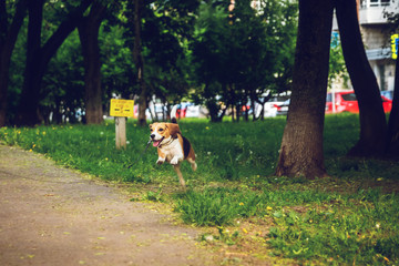 Portrait of cute beagle dog in the park at summer time. Funny pet portrait.