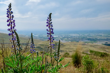 Yakima Flowers