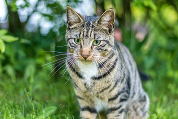 Green-eyed playful young Mackerel Tabby Cat in lush grass at dusk
