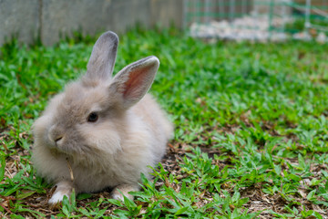 Conejo