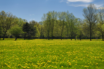 Unmowed green grass in Spring with yellow dandelion flowers in Rowntree Mills Park Toronto