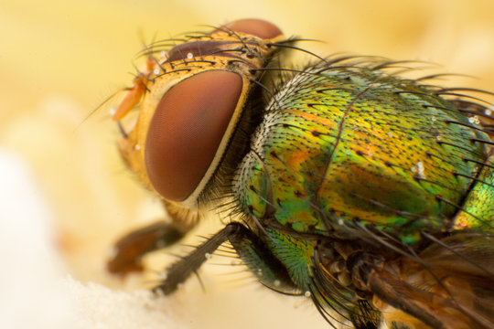 Macro shooting of Blow fly (Bluebottle) insect sitting on flower