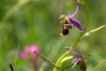 Hari bulbul plant of the Orchid family. Wild plant in habitat in the mountains of the Caucasus, Azerbaijan.