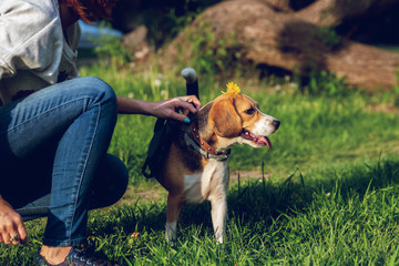 Portrait of cute beagle dog in the park at summer time. Funny pet portrait.