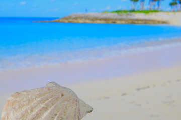 sea and shell background