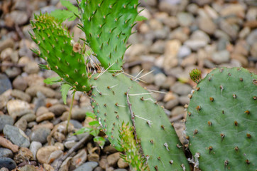 stone desert with cacti