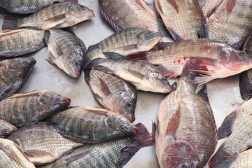 fresh fish in the market