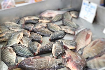 fresh fish in the market