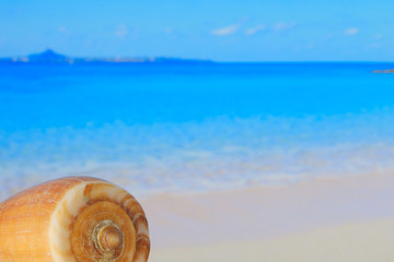 Obraz na płótnie Canvas sea and shell background