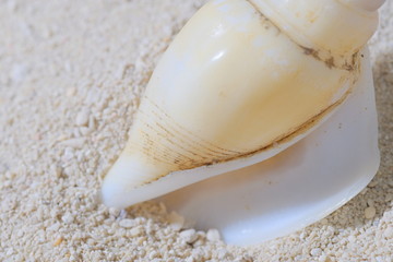 shell on beach