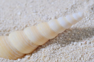 Obraz na płótnie Canvas shell on beach
