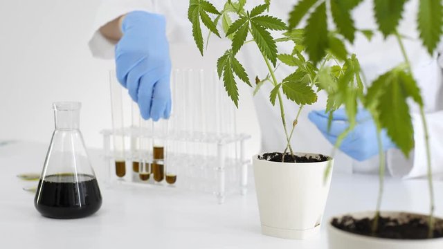 Experimental titration of the CBD oil in a glass tube