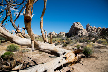 The Hidden Valley trail in Joshua Tree National Park. 