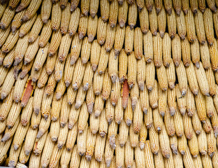 corn cob fence