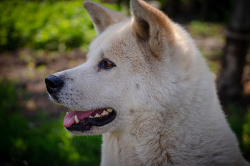 Obraz premium thoroughbred red dog