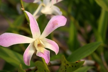 pink orchid flower in tropical