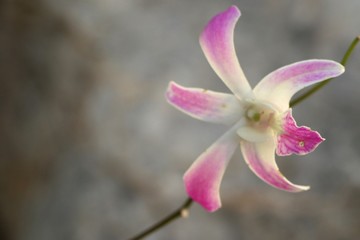 pink orchid flower in tropical