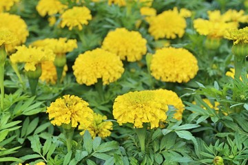 Yellow flowers in the tropical