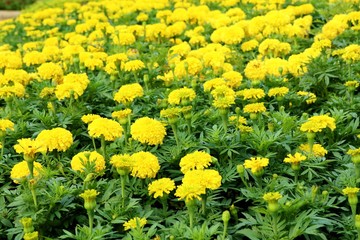 Yellow flowers in the tropical