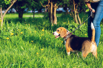 Portrait of cute beagle dog in the park at summer time. Funny pet portrait.