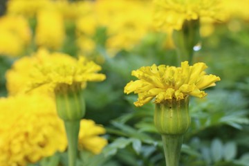 Yellow flowers in the tropical